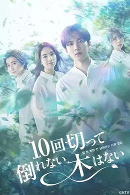 没有砍十次还不倒的树封面图