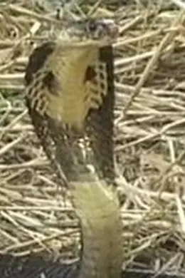 蛇妖世界封面图