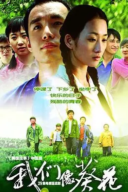 我们像葵花封面图