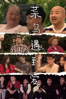 菜鸟遇到爱封面图