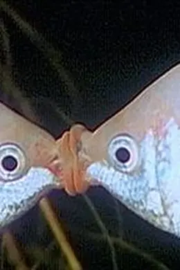 爱的奇迹封面图