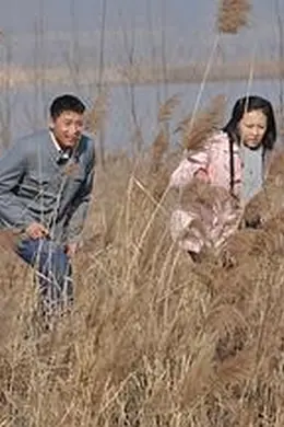 天鹅城之恋封面图