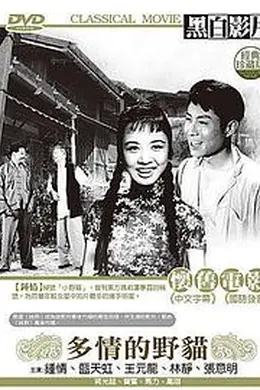 多情的野猫封面图